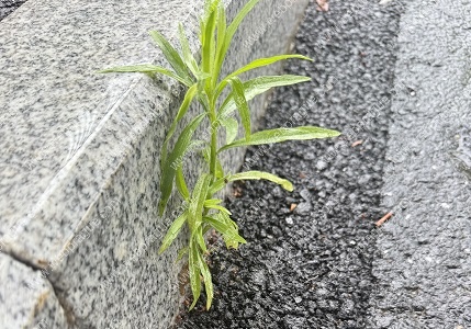 生命自会找到出路