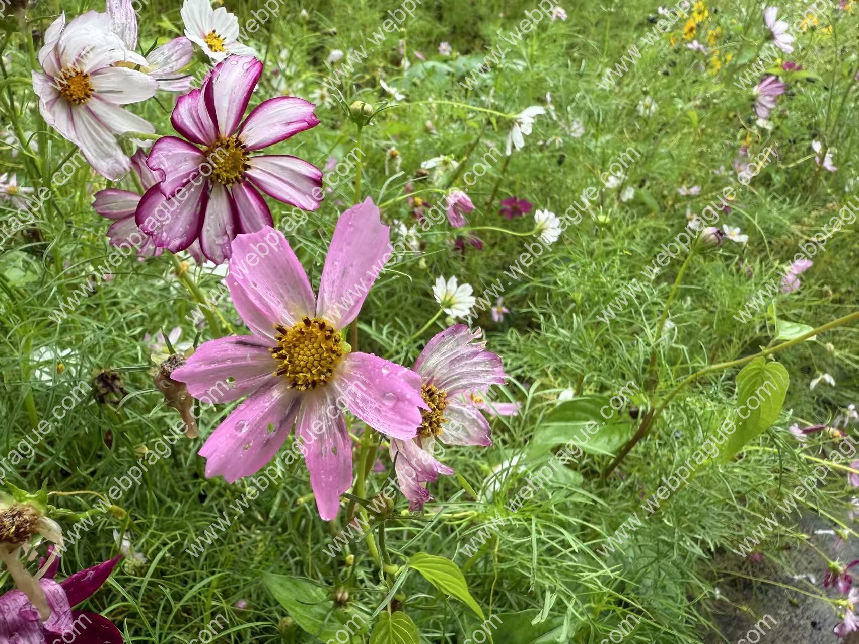 于无声处听惊雷，于无色处见繁花