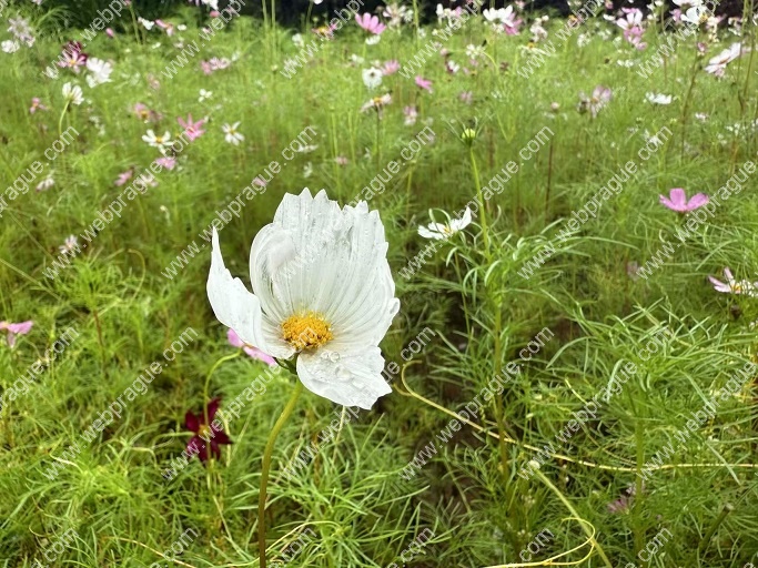 夏花绽放于无人处